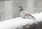 A grey pigeon looks out at the water from a snow covered railing