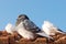 Grey pigeon sitting on the old street roof