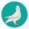 Grey pigeon stands on ground vector illustration of popular bird