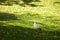 Grey pigeon walking by flowered meadow