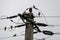 Grey pigeons on electric pylon. Electric pole and electric wires