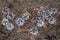 Grey pine cones on the ground covered by brown pine needles