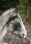 Grey Pinto Mare - Winter Pelage - Alert Profile Head Portrait