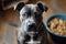 grey pitbull dog asking food