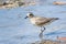 Grey plover