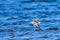 Grey plover in autumn in sweden