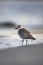 Grey plover, Pluvialis squatarola