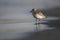 Grey plover, Pluvialis squatarola