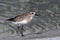 Grey plover, Pluvialis squatarola