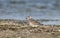 The grey plover Pluvialis squatarola