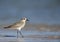 Grey plover Pluvialis squatarola foraging on Florida beach.