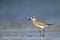 Grey plover Pluvialis squatarola foraging on Florida beach.