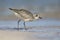 Grey plover Pluvialis squatarola foraging on Florida beach.