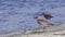 Grey Plover on Shore