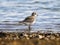 Grey Plover on the stony beach