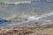 Grey-plumed dunlin, migratory bird of snipe family, feeds on the shallow seashore on insects washed up with foam, grass and algae