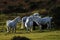 Grey ponies semi wild living on Dartmoor