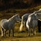 Grey ponies semi wild living on Dartmoor