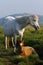 Grey pony foal roaming wild on Dartmoor