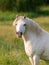 Grey Pony in Paddock