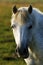 Grey pony roaming wild on Dartmoor