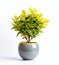 Grey pot with beauty plant on a white background