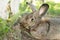 Grey pretty rabbit on grass background. Outdoor