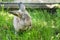 Grey pretty rabbit on grass background. Outdoor