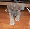 Grey puppy with blue eyes.