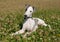 Grey Puppy whippet