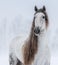 Grey Pure Spanish Horse with long mane