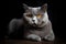 Grey purebred british shorthair cat with orange eyes lying down. AI generated