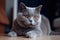 Grey purebred british shorthair cat with orange eyes lying down. AI generated