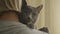 Grey Purebred Domestic Cat Enjoy Sitting in Human Hands
