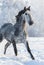 Grey purebred Spanish horse run gallop in winter