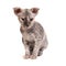 Grey purebred sphinx kitten
