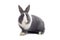 Grey rabbit