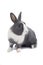 Grey rabbit