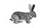 Grey rabbit