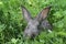 Grey rabbit clover lawn