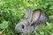 Grey rabbit clover lawn