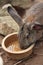 Grey Rabbit Drinking Water