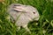 A grey rabbit in the grass