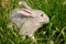 A grey rabbit in the grass