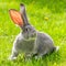 Grey rabbit in green grass