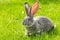 Grey rabbit in green grass