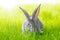 Grey rabbit in green grass