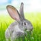 Grey rabbit in green grass