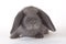 Grey rabbit, isolated