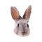 Grey rabbit portrait low poly. Abstract polygonal illustration.
